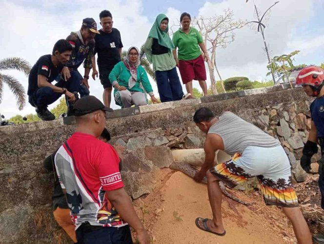 
					Petugas Damkar Kota Tanjungpinang bersama warga mengevakuasi seekor ular sepanjang kurang lebih lima meter yang terjepit di saluran drainase bawah jalan arah Jembatan Dompak, Kamis (15/1/2026) pagi. Ular berhasil dikeluarkan setelah proses penarikan karena terjebak di ruang sempit.