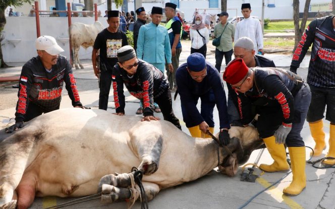 
					Sekda Batam, Firmansyah, melaksanakan penyembelihan hewan kurban di Masjid Agung Raja Hamidah Batam. Tahun ini, Pemko Batam menyalurkan 66 hewan kurban. Foto : Istimewa