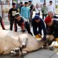 Sekda Batam, Firmansyah, melaksanakan penyembelihan hewan kurban di Masjid Agung Raja Hamidah Batam. Tahun ini, Pemko Batam menyalurkan 66 hewan kurban. Foto : Istimewa