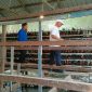 Ketua Komisi III DPRD Kabupaten Kepulauan Anambas Adnan (paling belakang) bersama Bupati Kepulauan Anambas Aneng (paling depan) saat meninjau peternakan ayam petelur BUMDes Amanah di Desa Teluk Siantan, Kecamatan Siantan Tengah, Selasa (11/8/2026).